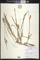 Dichanthelium spretum