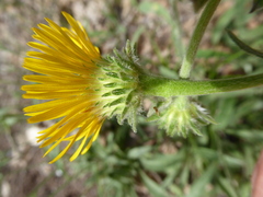 Pentanema montanum