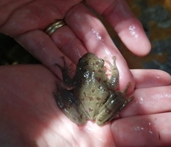 Heleophryne purcelli