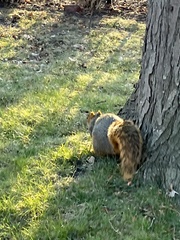Sciurus niger