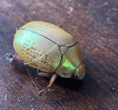 Anoplognathus olivieri