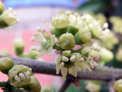 Heptapleurum arboricola