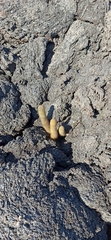 Brachycereus nesioticus