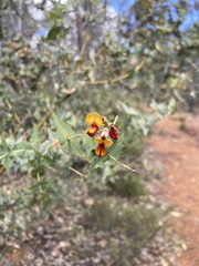 Gastrolobium euryphyllum