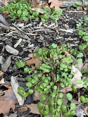 Cardamine hirsuta