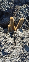 Brachycereus nesioticus