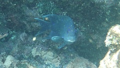 Microspathodon dorsalis