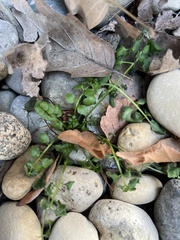 Cardamine hirsuta