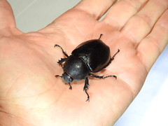 Xylotrupes australicus