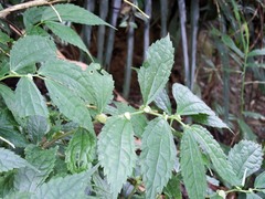 Elatostema cyrtandrifolium