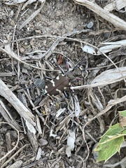 Cicindela hybrida