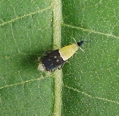 Scaphoideus incisus