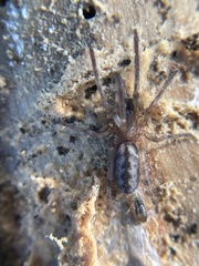 Segestria pacifica