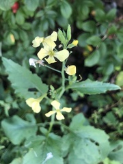 Rhamphospermum nigrum