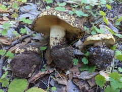 Cortinarius xanthodryophilus