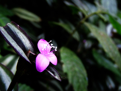Tradescantia zebrina zebrina