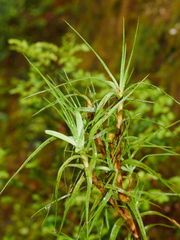 Dracophyllum longifolium
