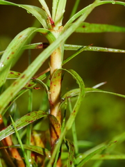 Dracophyllum longifolium