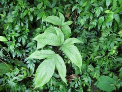 Tectaria polymorpha