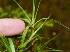 Dracophyllum longifolium