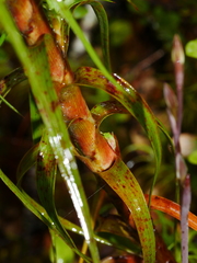 Dracophyllum longifolium