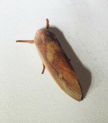 Cryptophasa rubescens