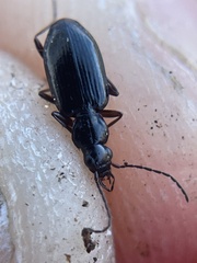 Platyninae
