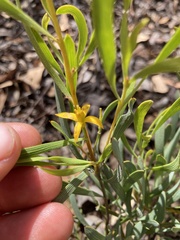 Persoonia longifolia