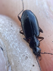 Platyninae