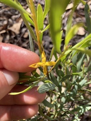 Persoonia longifolia