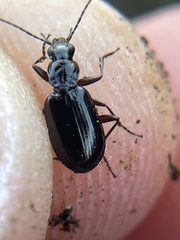 Platyninae