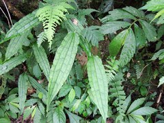 Smilax riparia