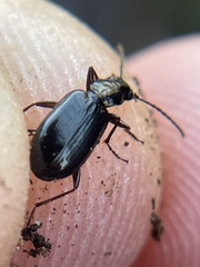 Platyninae