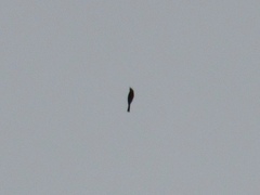 Anthus spragueii