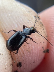 Platyninae