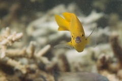 Plectroglyphidodon aureus