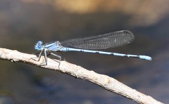 Argia lacrimans