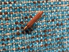 Uracanthus strigosus