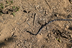 Tropidodipsas philippii