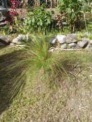 Aristida stricta