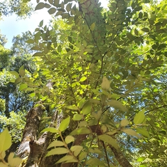 Atherosperma moschatum