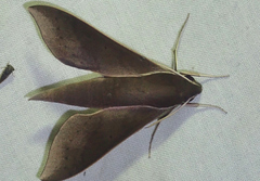 Xylophanes porcus
