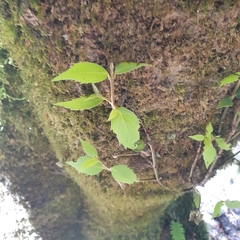 Atherosperma moschatum