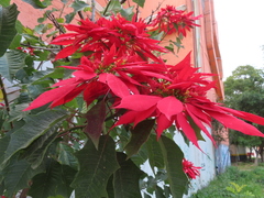 Euphorbia pulcherrima