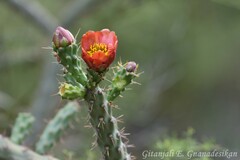 Cylindropuntia thurberi
