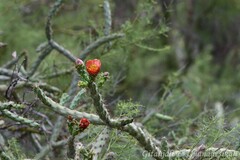 Cylindropuntia thurberi