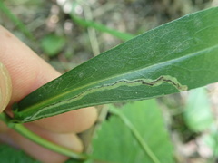 Phytomyza albiceps group