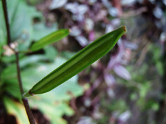 Tricyrtis lasiocarpa