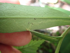 Phytomyza albiceps group