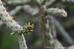 Cylindropuntia thurberi